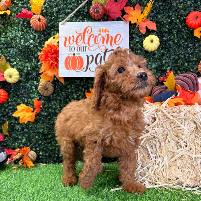 Female Mini Goldendoodle puppy named Rebel for sale at Puppy Dreams - Wichita West.