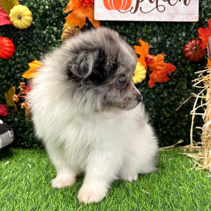 Male Pomeranian puppy named Beau for sale at Puppy Dreams - Wichita West.