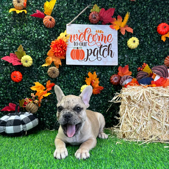 Male French Bulldog puppy named Loki for sale at Puppy Dreams - Wichita West.