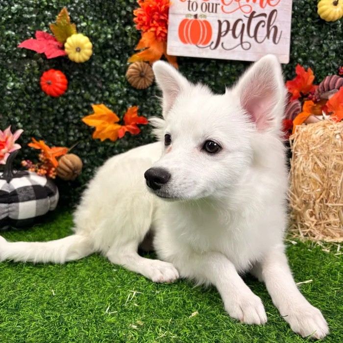 Female American Eskimo puppy named Blanca for sale at Puppy Dreams - Wichita West.