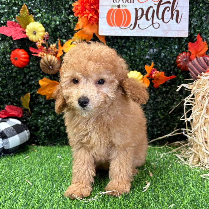 Female Mini Poodle puppy named Peach for sale at Puppy Dreams - Wichita West.