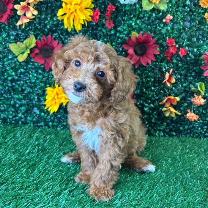 Male Shipoo puppy named Silas for sale at Puppy Dreams - Wichita West.
