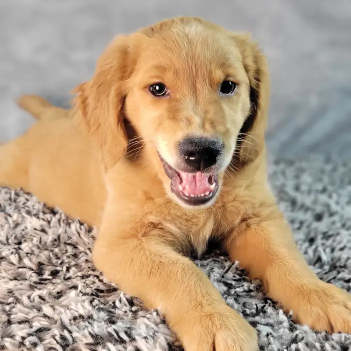 Male Golden Retriever puppy named Clay for sale at Puppy Dreams - Junction City.
