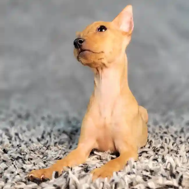 Female Min Pin puppy named Sandy for sale at Puppy Dreams - Junction City.