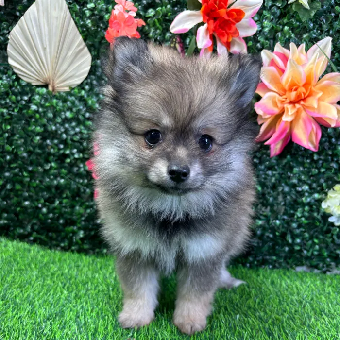 Female Pomeranian puppy named Akira for sale at Puppy Dreams - Junction City.