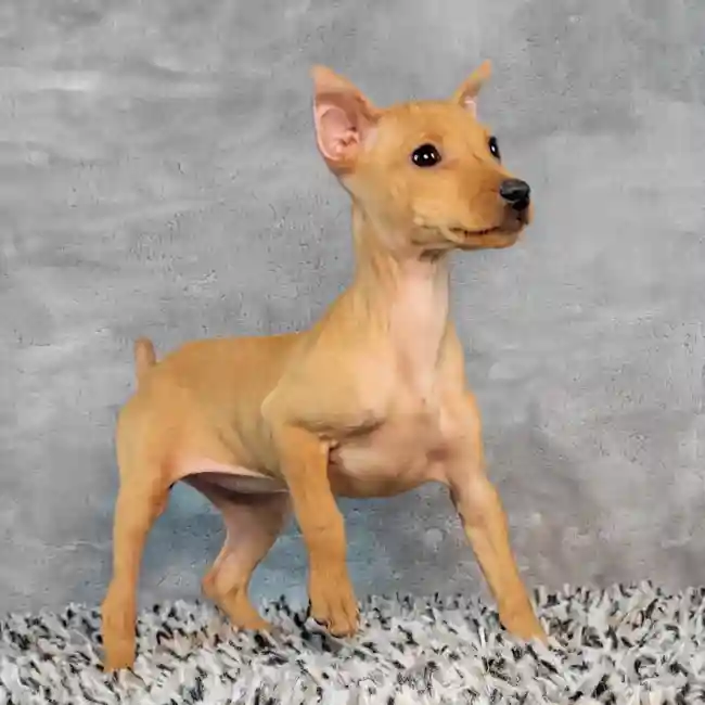 Female Min Pin puppy named Sandy for sale at Puppy Dreams - Junction City.