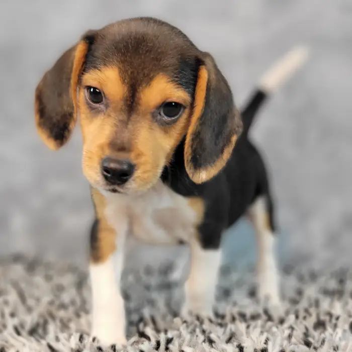 Male Beagle puppy named Buddy for sale at Puppy Dreams - Junction City.