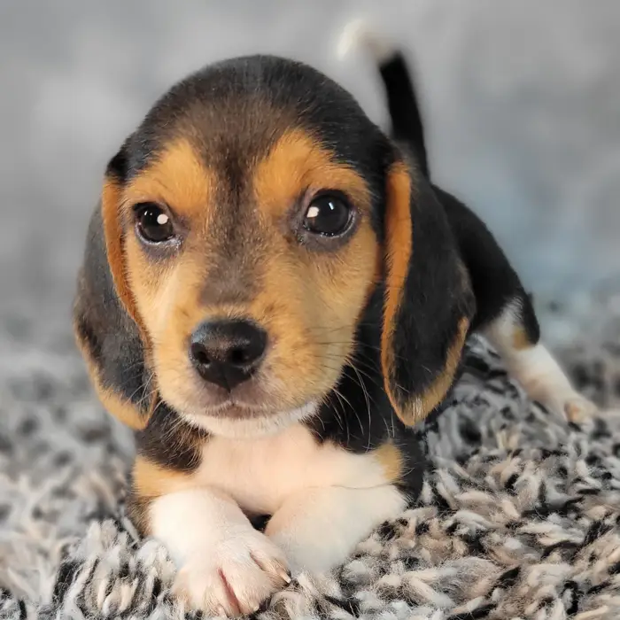 Male Beagle puppy named Buddy for sale at Puppy Dreams - Junction City.
