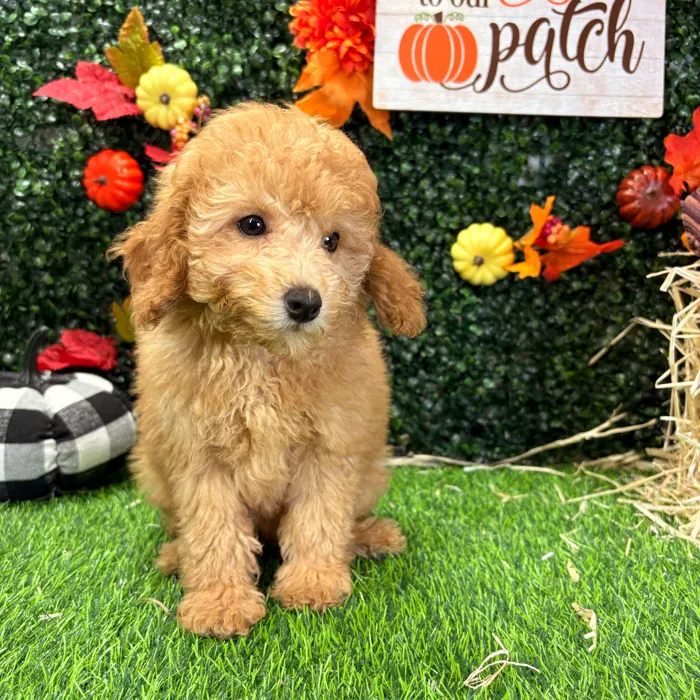 Female Mini Poodle puppy named Peach for sale at Puppy Dreams - Wichita West.