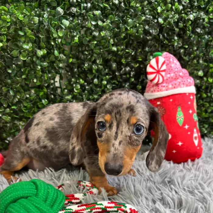 Female Dachshund puppy named Rene for sale at Puppy Dreams - Wichita West.