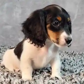 Male Dachshund puppy named General for sale at Puppy Dreams - Junction City.