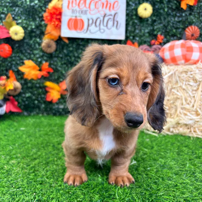 Female Dachshund puppy named Buffy for sale at Puppy Dreams - Wichita West.
