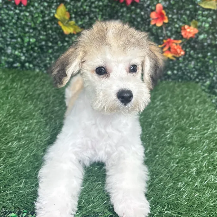 Male Bichon-Poodle puppy named Pluto for sale at Puppy Dreams - Wichita West.