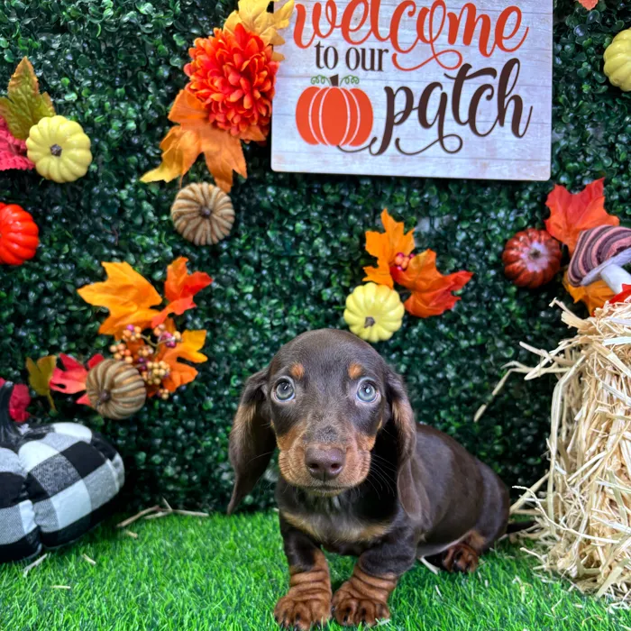 Male Dachshund puppy named Peanut for sale at Puppy Dreams - Wichita West.