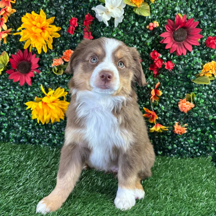 Female Mini Aussie puppy named Beauty for sale at Puppy Dreams - Wichita West.