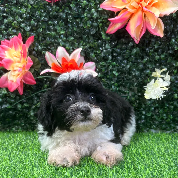 Male Shipoo puppy named Oreo for sale at Puppy Dreams - Wichita West.