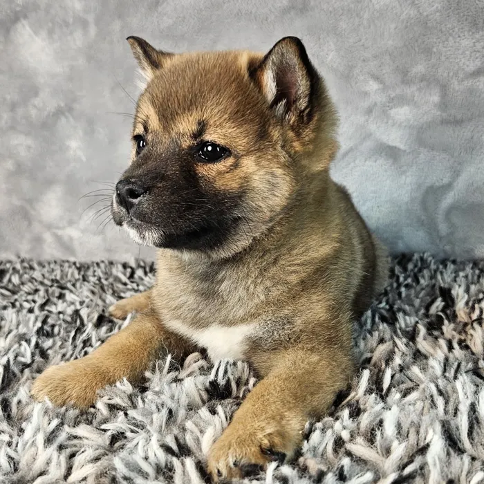 Male Shiba Inu puppy named Roo for sale at Puppy Dreams - Junction City.
