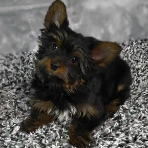 Male Yorkie puppy named Bear for sale at Puppy Dreams - Junction City.