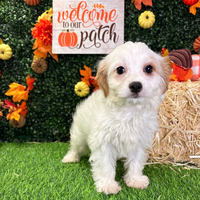 Female Cavapoo puppy named Daisy for sale at Puppy Dreams - Wichita West.