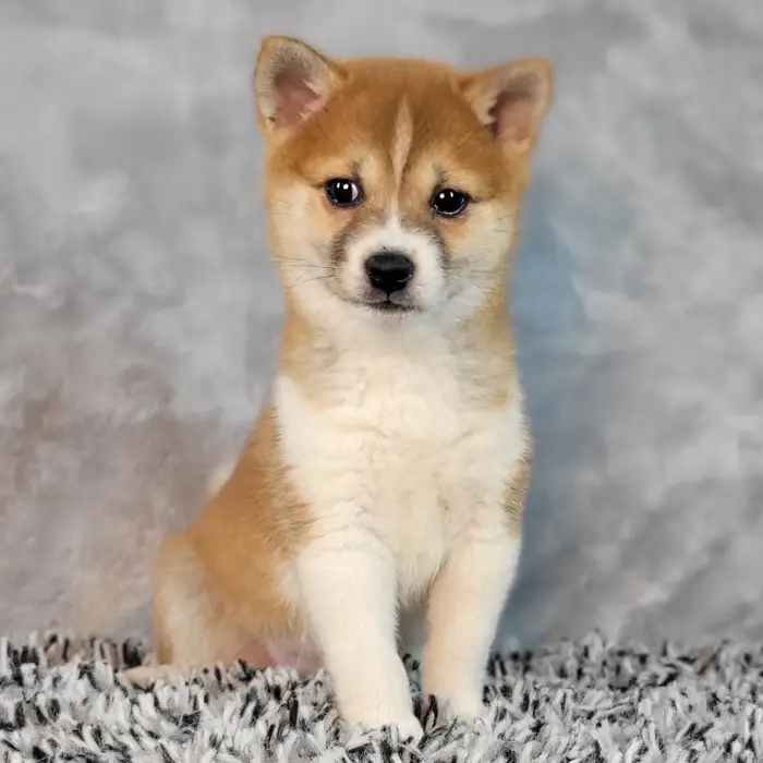 Female Shiba Inu puppy named Molly for sale at Puppy Dreams - Junction City.