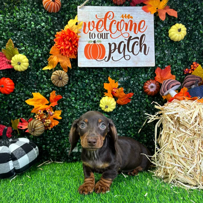 Male Dachshund puppy named Peanut for sale at Puppy Dreams - Wichita West.