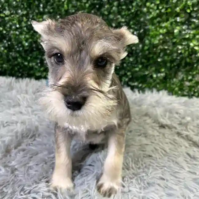 Male Mini Schnauzer puppy named Trent for sale at Puppy Dreams - Wichita West.