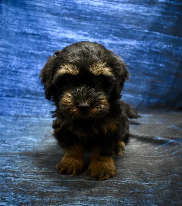 Male Hybrid puppy for sale at Puppy Dreams - Wichita West.