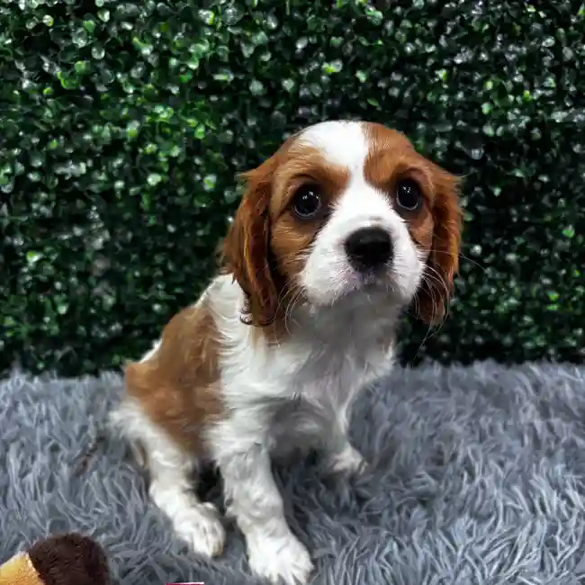 Female Cavalier King Charles Spaniel puppy named Helen for sale at Puppy Dreams - Wichita West.