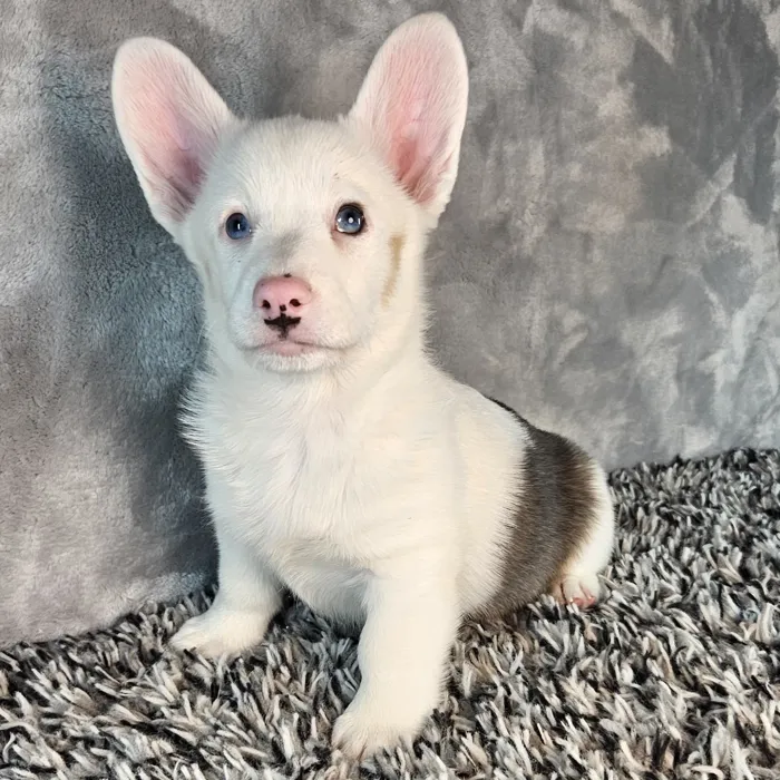 Male Welsh Corgi puppy named Cow for sale at Puppy Dreams - Junction City.