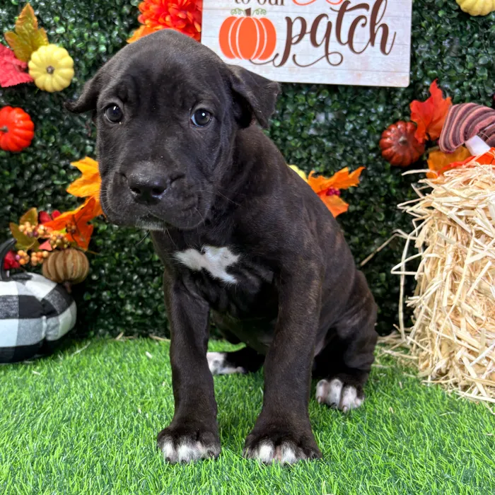 Female Cane Corso puppy named Zelda for sale at Puppy Dreams - Wichita West.