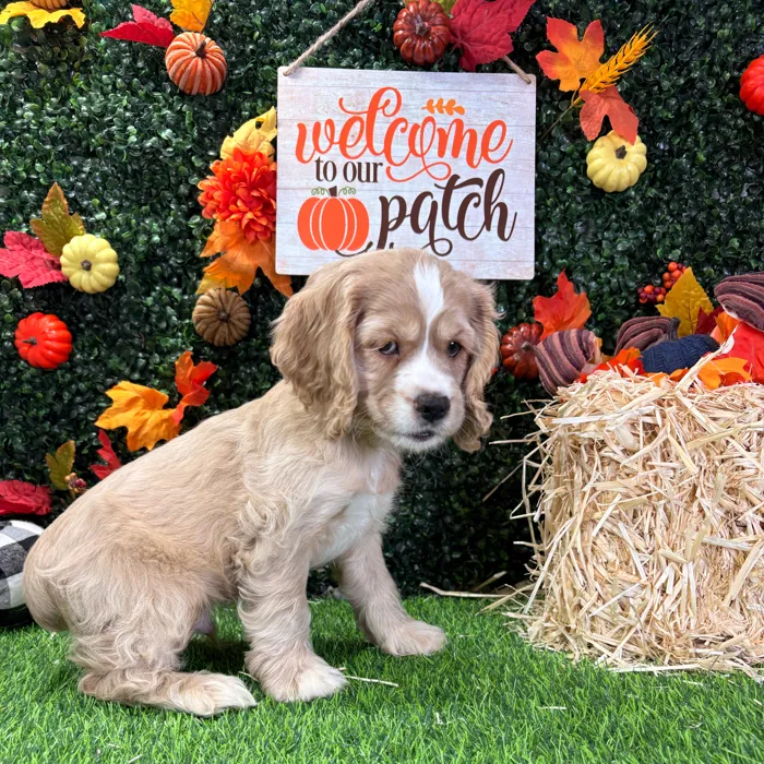 Male Cocker Spaniel puppy named Apple for sale at Puppy Dreams - Junction City.