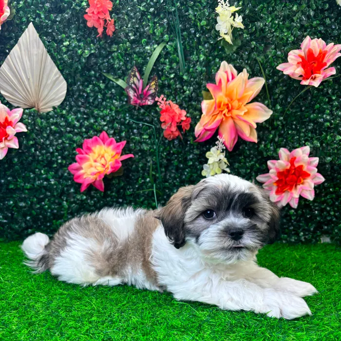 Male Teddy Bear puppy named Theo for sale at Puppy Dreams - Junction City.