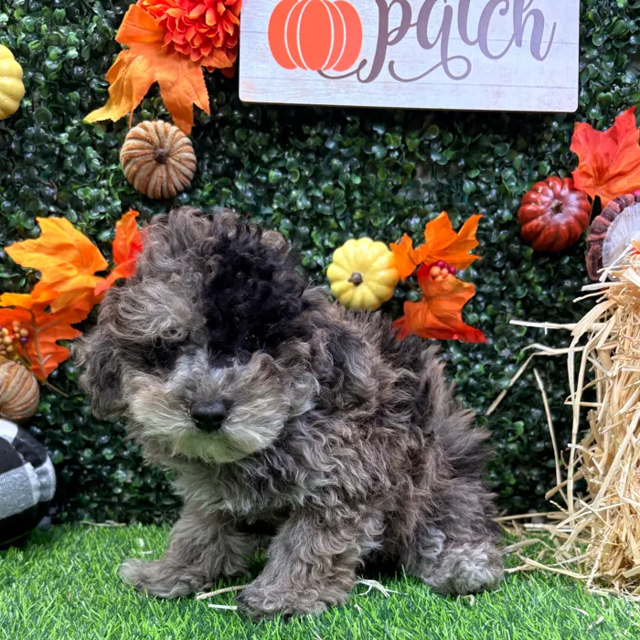 Male Mini Poodle puppy named Martin for sale at Puppy Dreams - Wichita West.