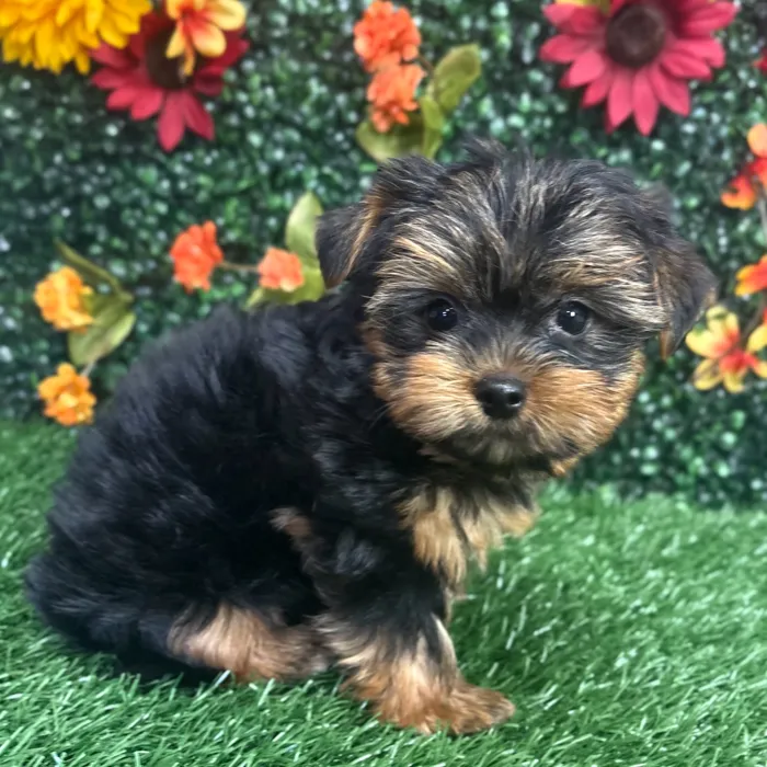 Male Yorkie puppy named Winston for sale at Puppy Dreams - Wichita West.