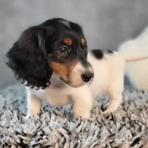 Male Dachshund puppy named General for sale at Puppy Dreams - Junction City.