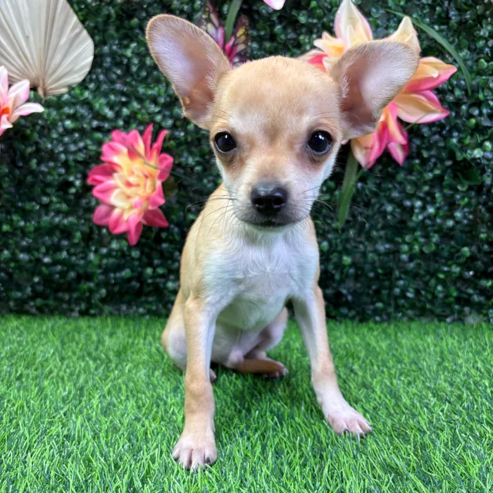 Male Chihuahua puppy named Banana for sale at Puppy Dreams - Wichita West.