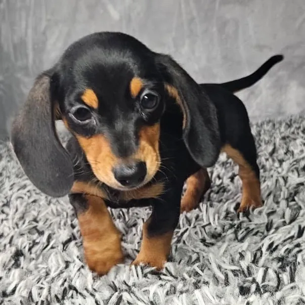 Female Dachshund puppy named Lola for sale at Puppy Dreams - Junction City.