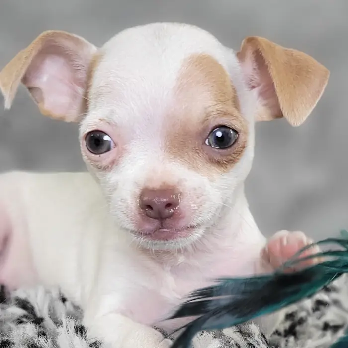 Male Chihuahua puppy named Jacob for sale at Puppy Dreams - Junction City.