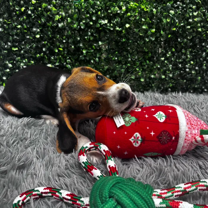 Male Beagle puppy named Benny for sale at Puppy Dreams - Wichita West.