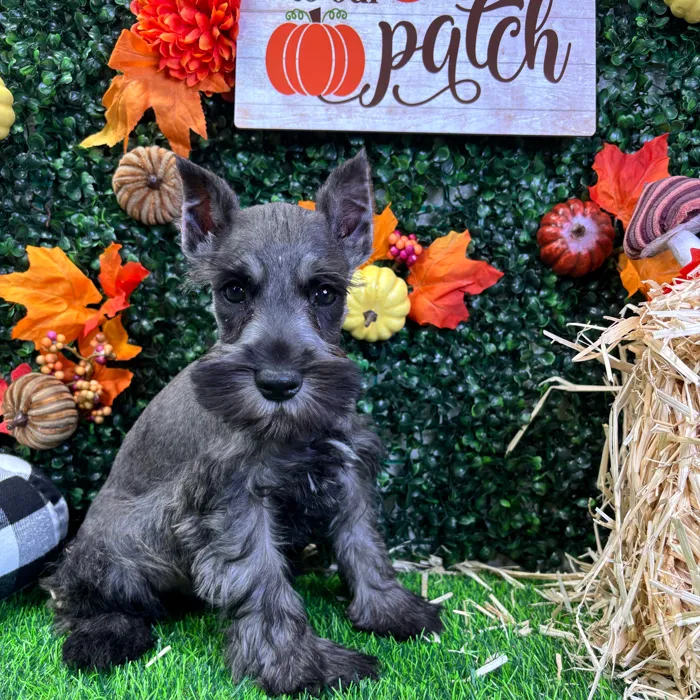 Male Mini Schnauzer puppy named Stitch for sale at Puppy Dreams - Junction City.