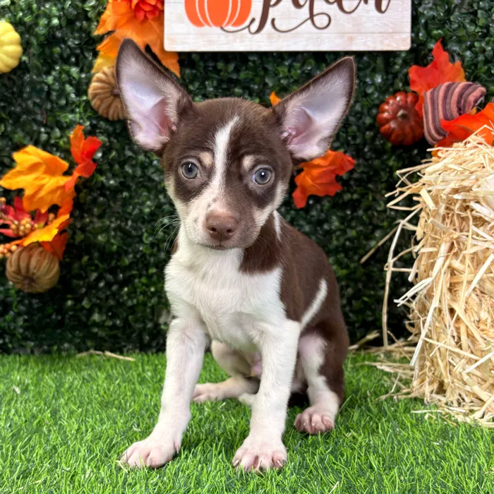 Male Chihuahua puppy named Chong for sale at Puppy Dreams - Junction City.