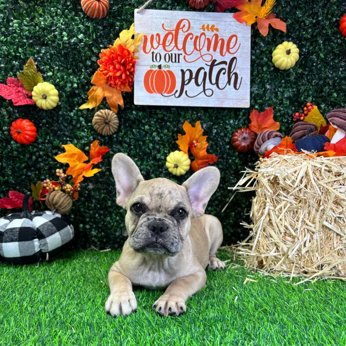 Male French Bulldog puppy named Loki for sale at Puppy Dreams - Wichita West.