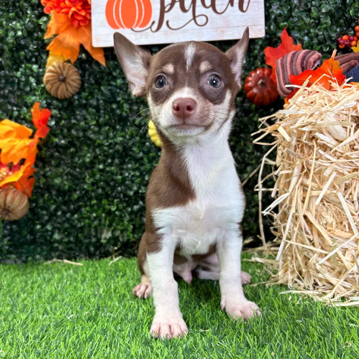 Male Chihuahua puppy named Cheech for sale at Puppy Dreams - Wichita West.