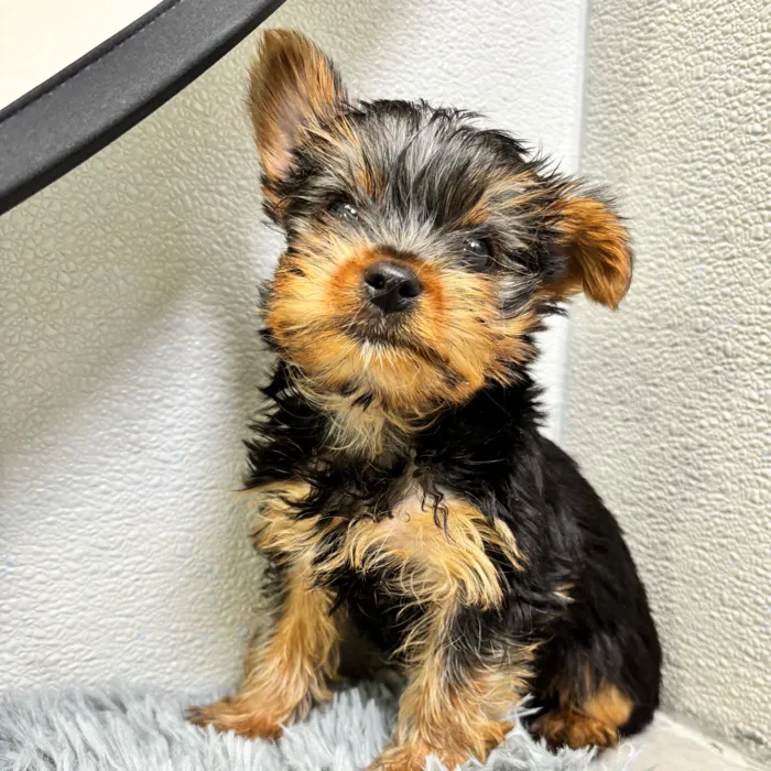 Male Yorkie puppy named Ronald for sale at Puppy Dreams - Wichita West.