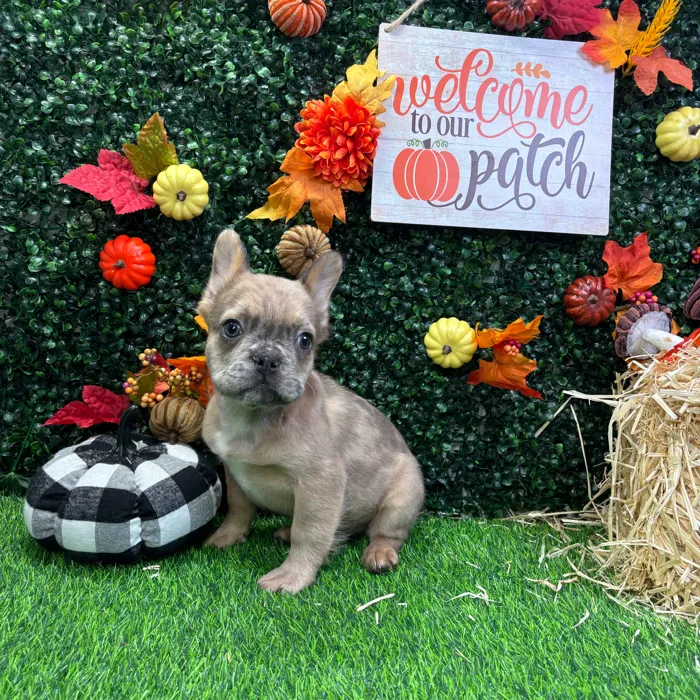 Male French Bulldog puppy named Cashew for sale at Puppy Dreams - Wichita West.