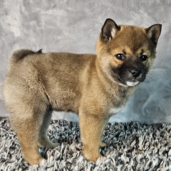 Male Shiba Inu puppy named Roo for sale at Puppy Dreams - Junction City.