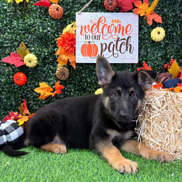 Male German Shepherd puppy named Buck for sale at Puppy Dreams - Wichita West.