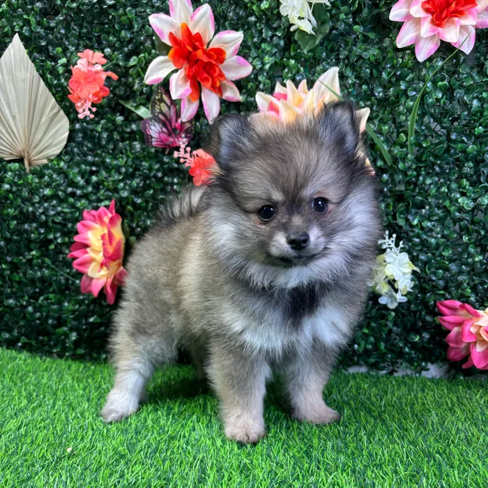 Female Pomeranian puppy named Akira for sale at Puppy Dreams - Junction City.