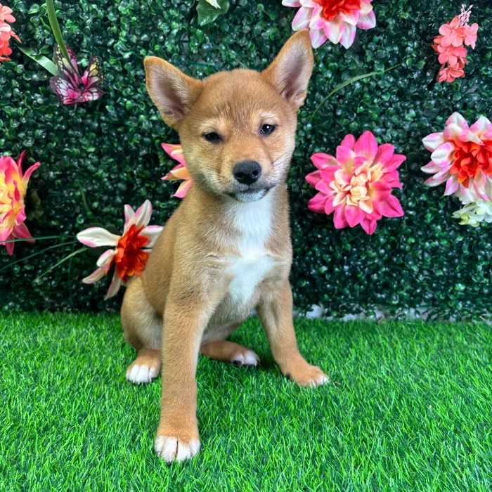Female Shiba Inu puppy named Oni for sale at Puppy Dreams - Wichita West.