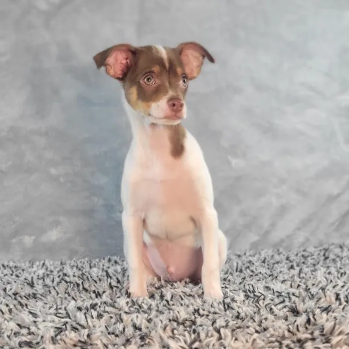 Male Chihuahua puppy named Thiago for sale at Puppy Dreams - Junction City.